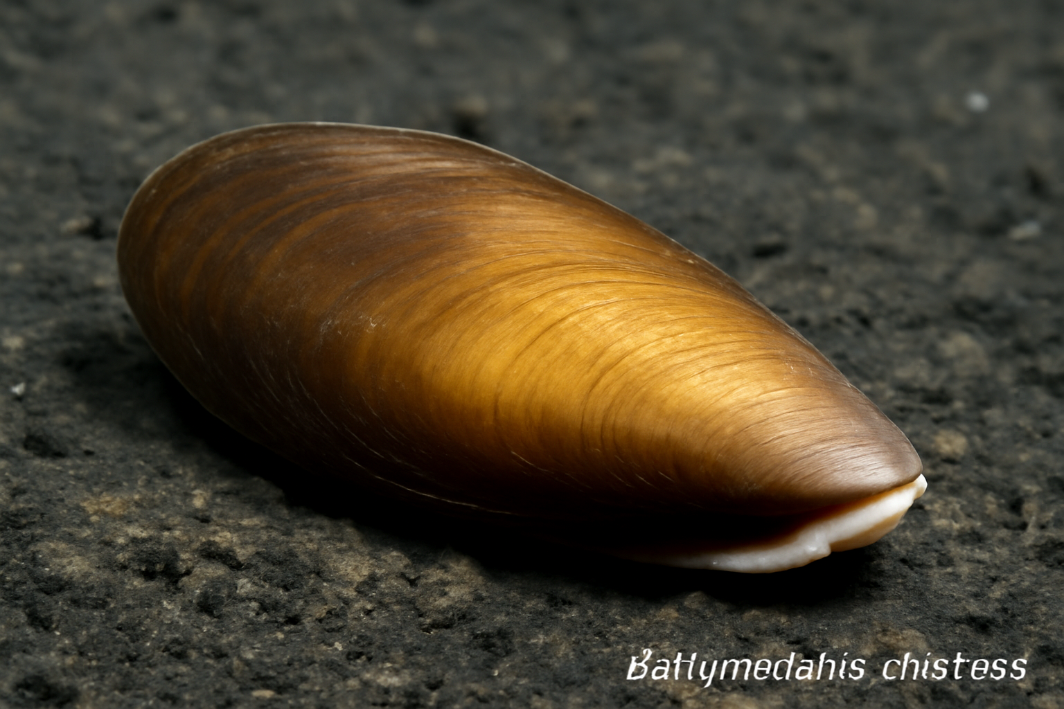 Bathymodiolus childressi