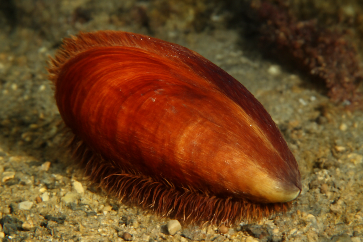 Red Horse Mussel
