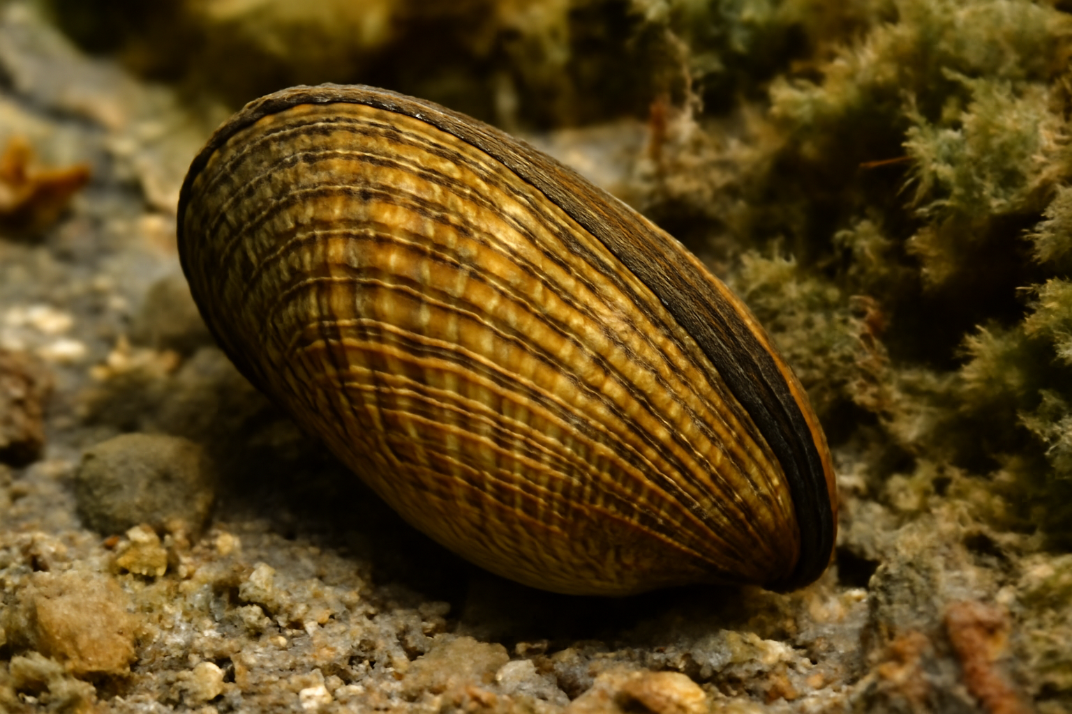 Atlantic Ribbed Mussel
