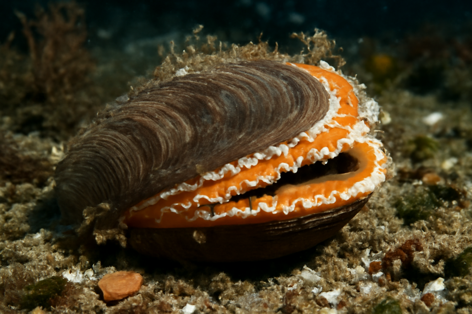 Giant Fool's Mussel