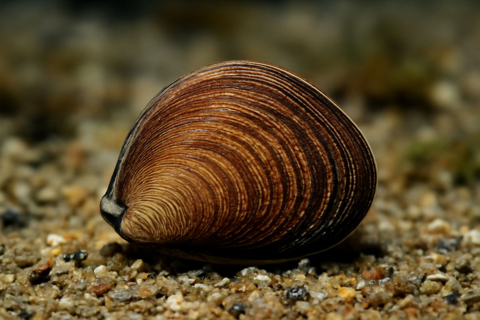 Dwarf Fool's Mussel