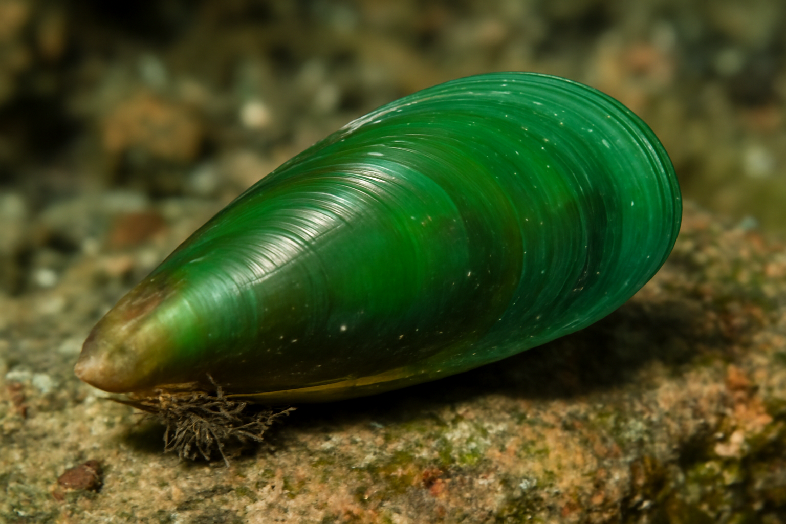 Asian Green Mussel