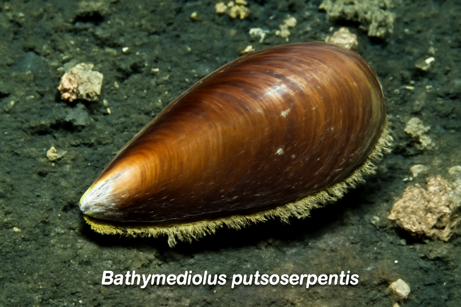 Bathymodiolus puteoserpentis