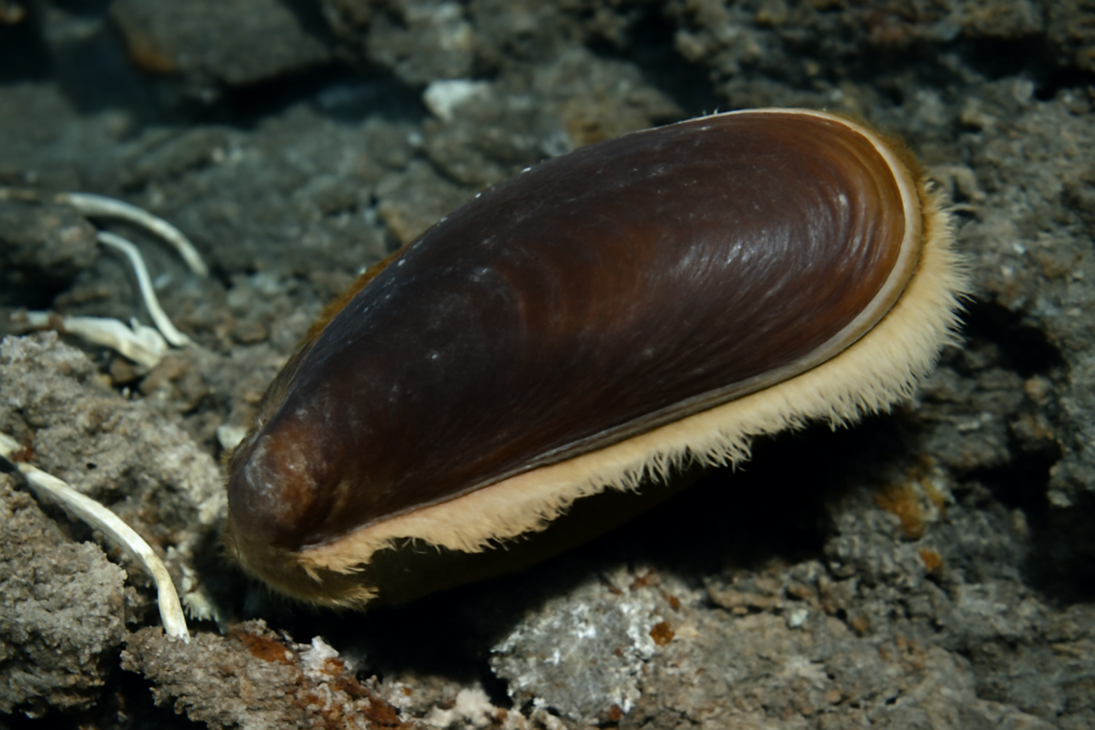 Giant Hydrothermal Vent Mussel