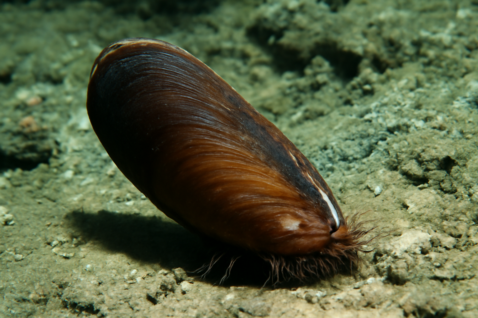 Deep-sea mussel