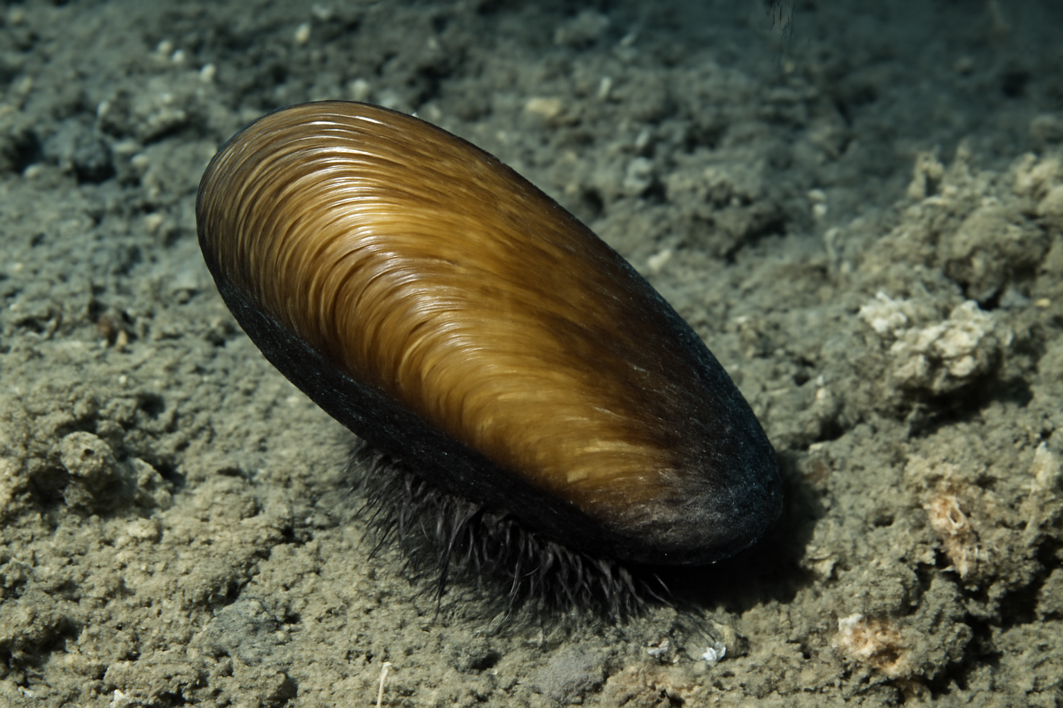 Bathyal mussel