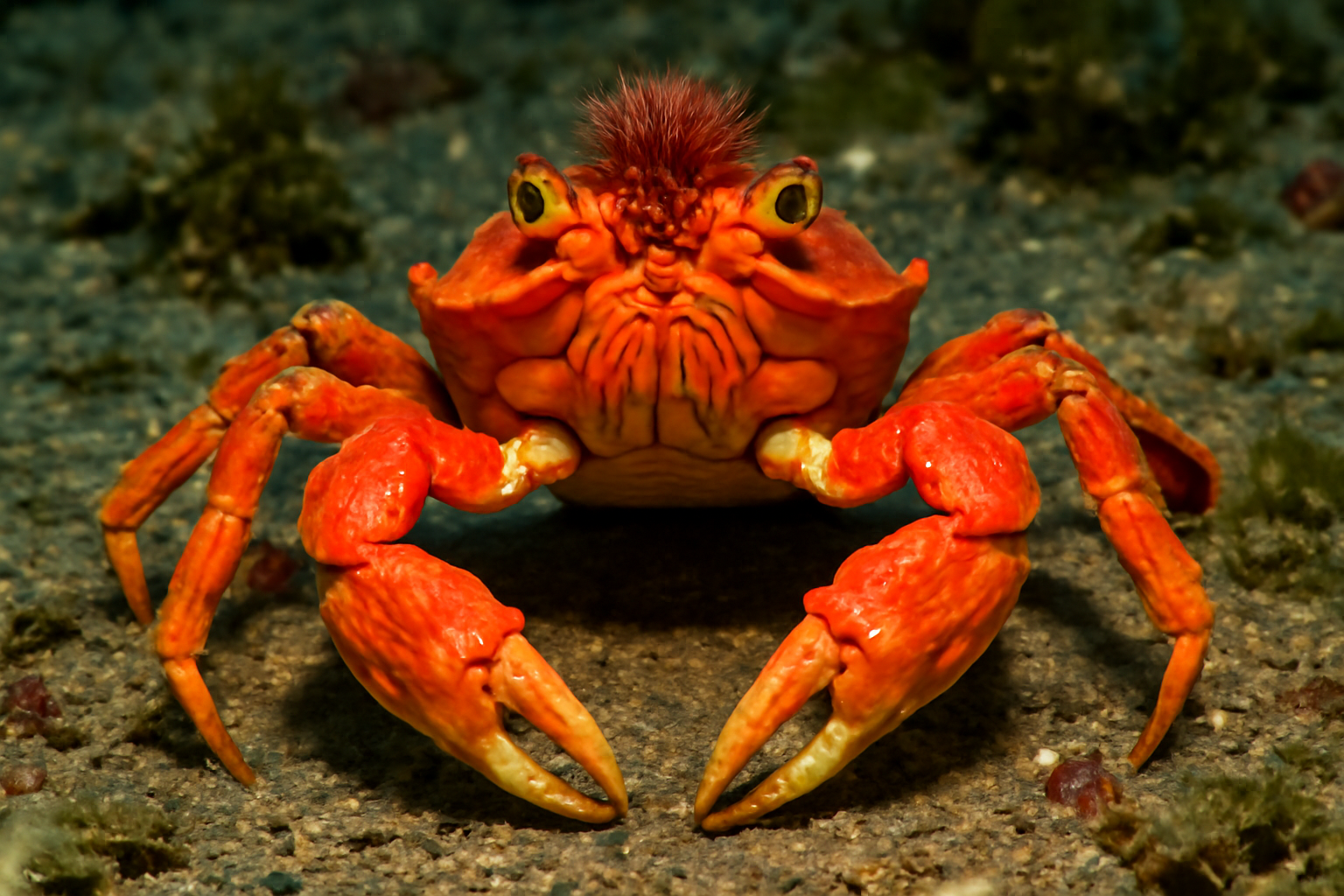 Vulcan crab