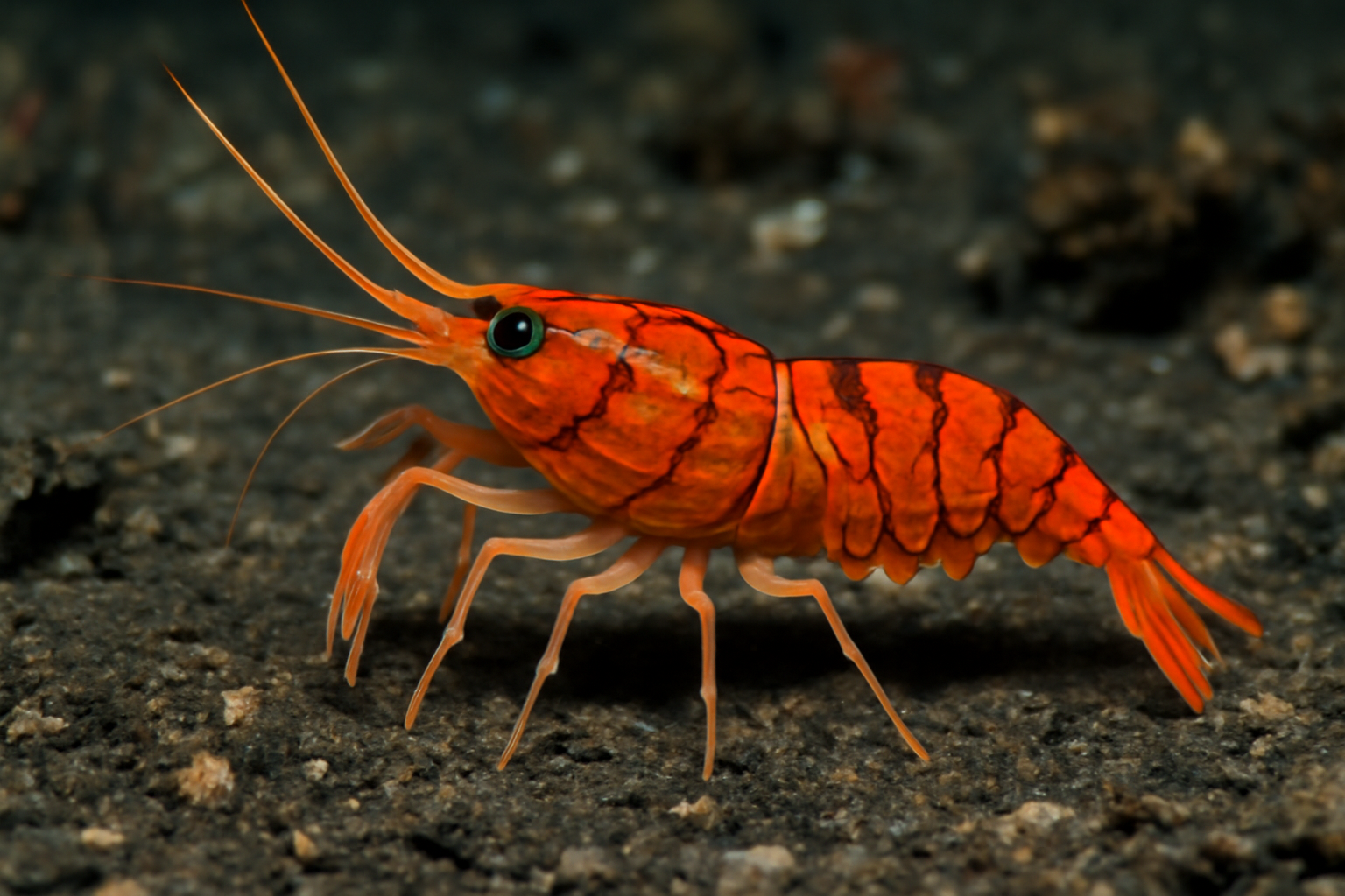Vulcan shrimp