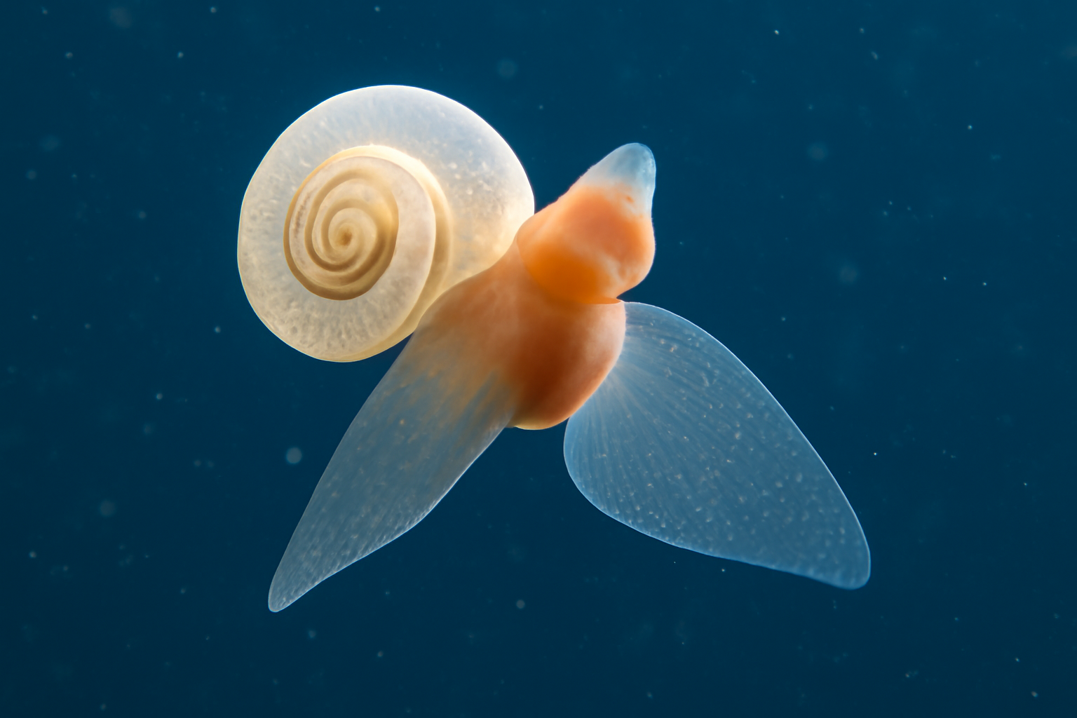 Antilima limacina