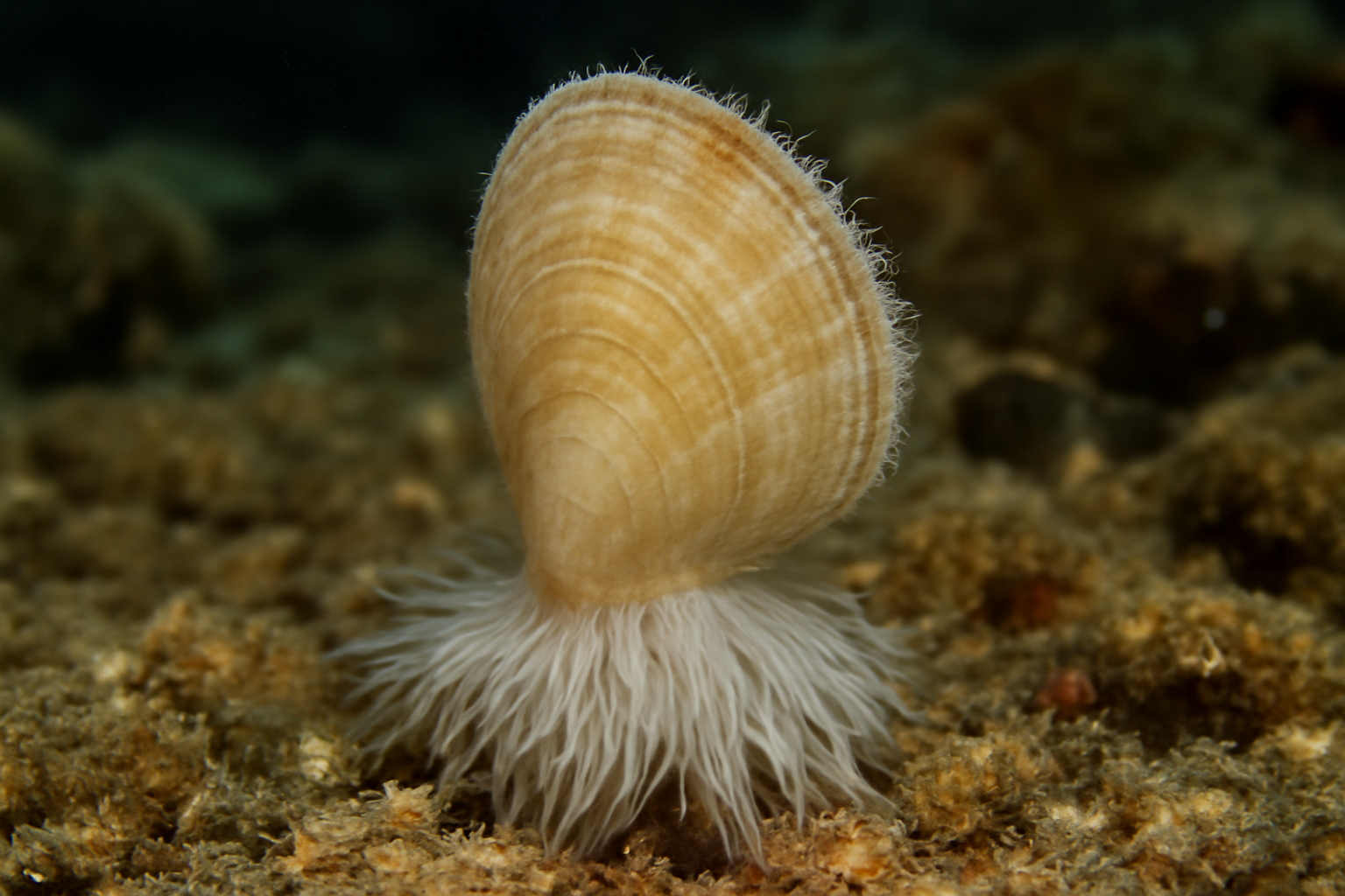 Antilima turnerae