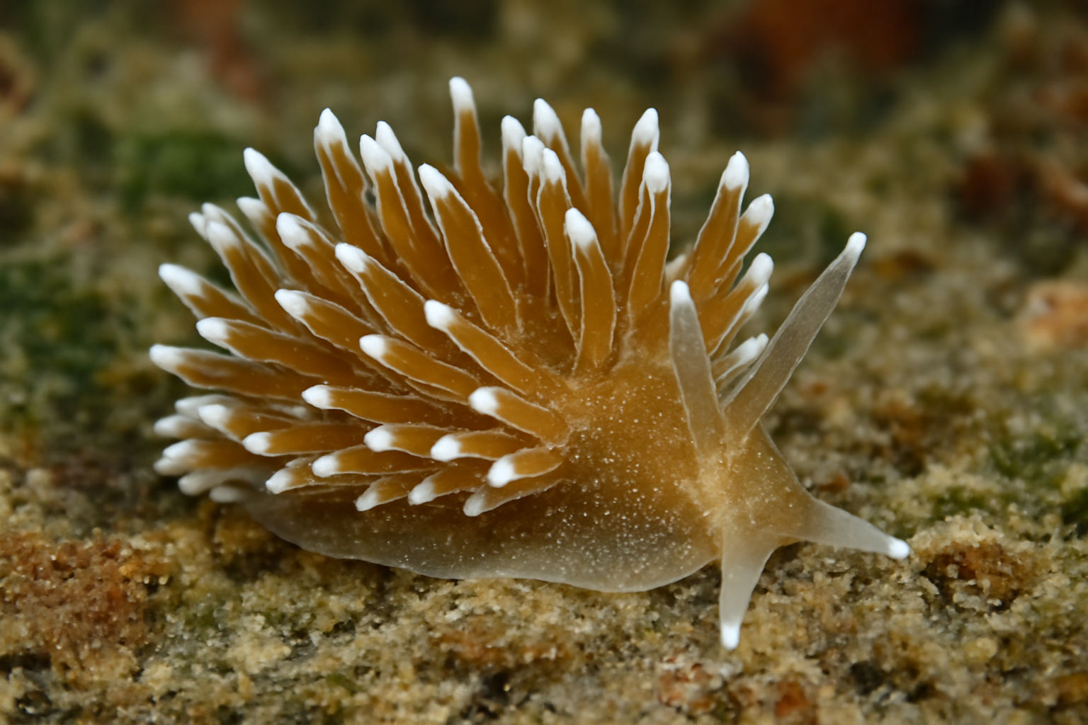 Antilima billbryanae