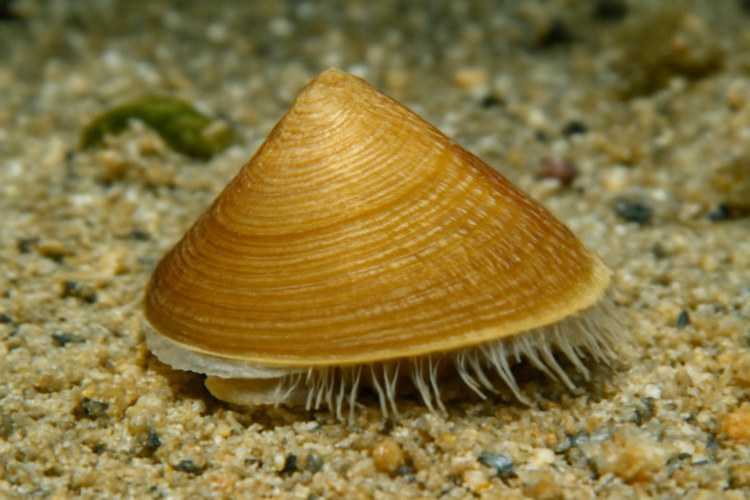 Antilima paulinae