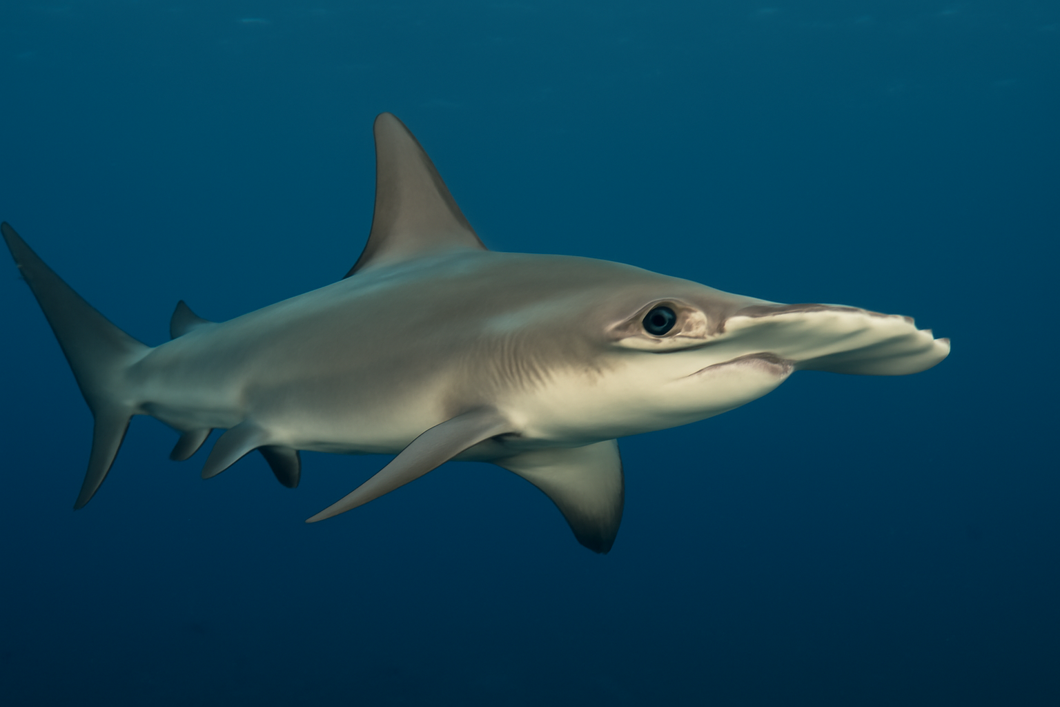 Smooth Hammerhead
