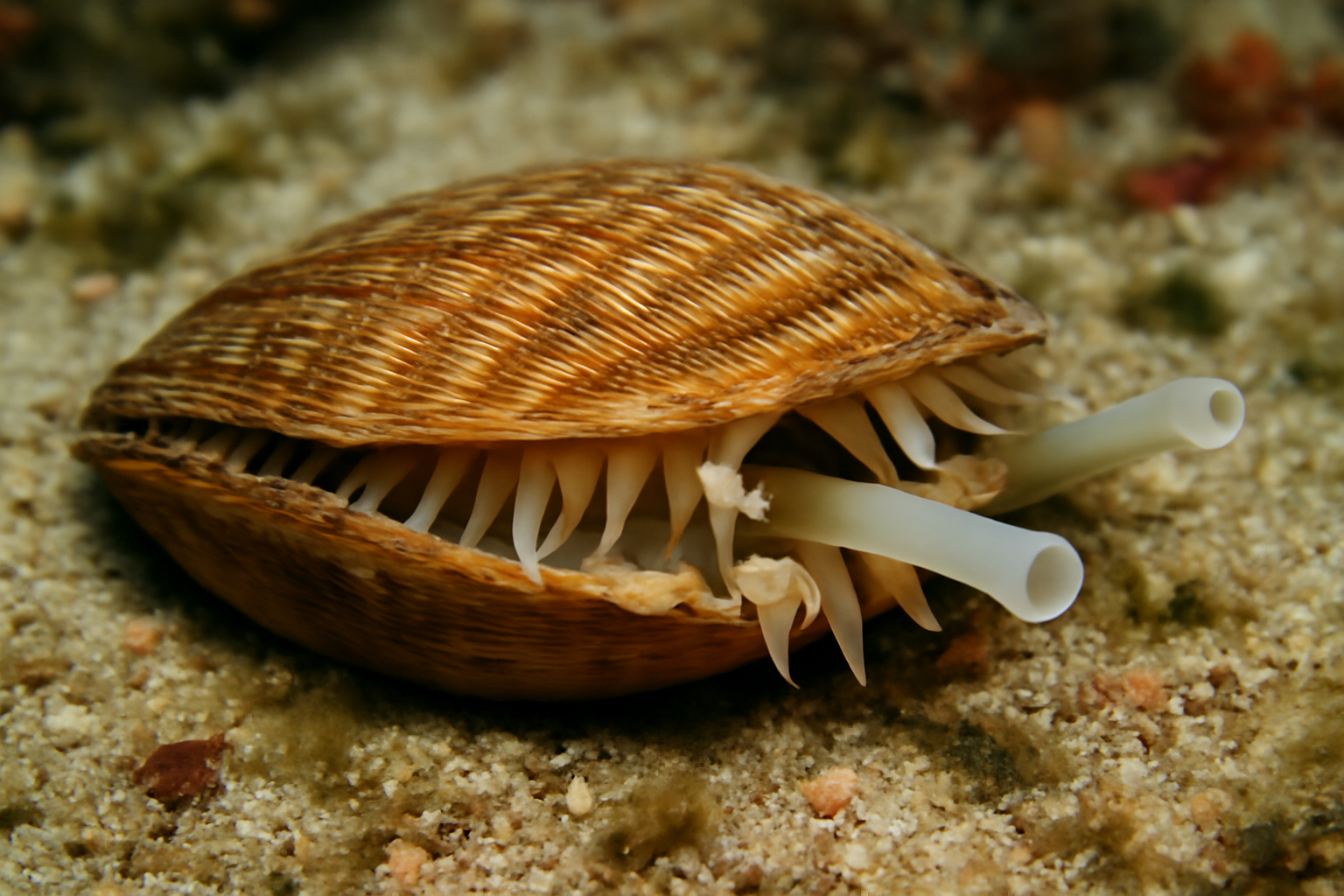 Excavata Clam