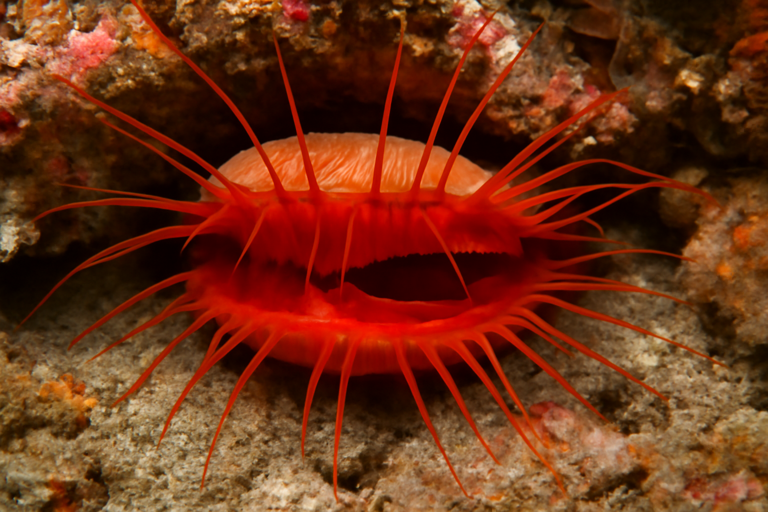 Flame Scallop
