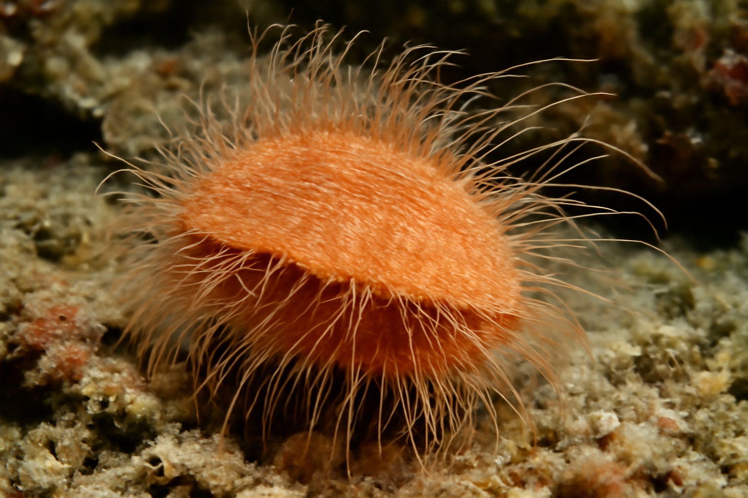 Hairy File Shell
