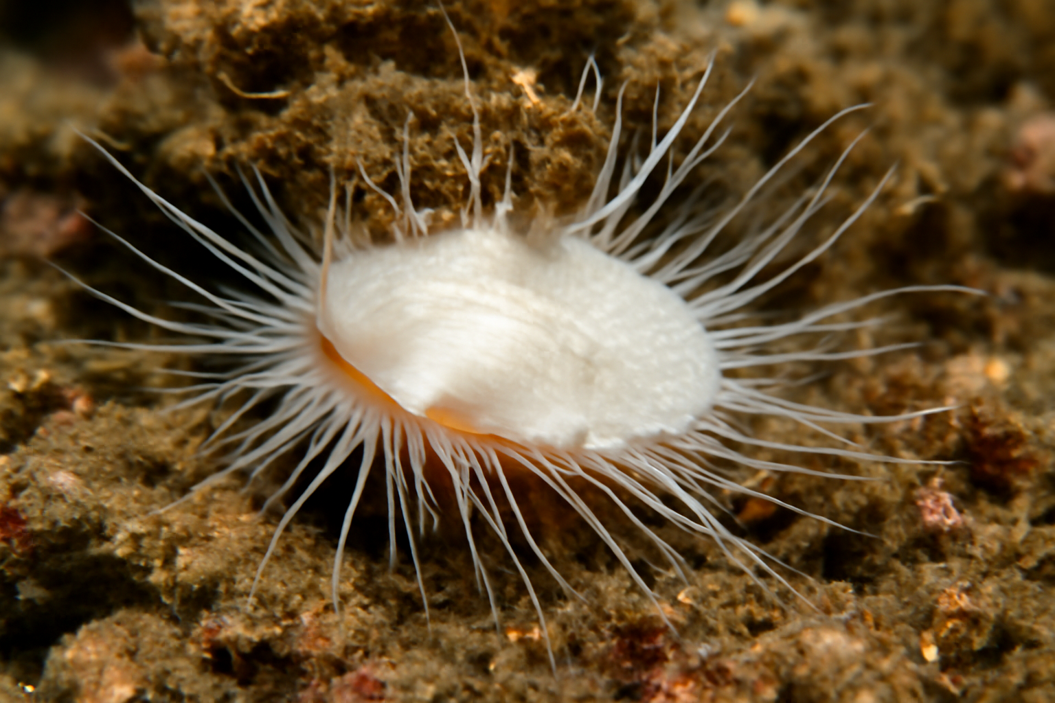 White File Shell