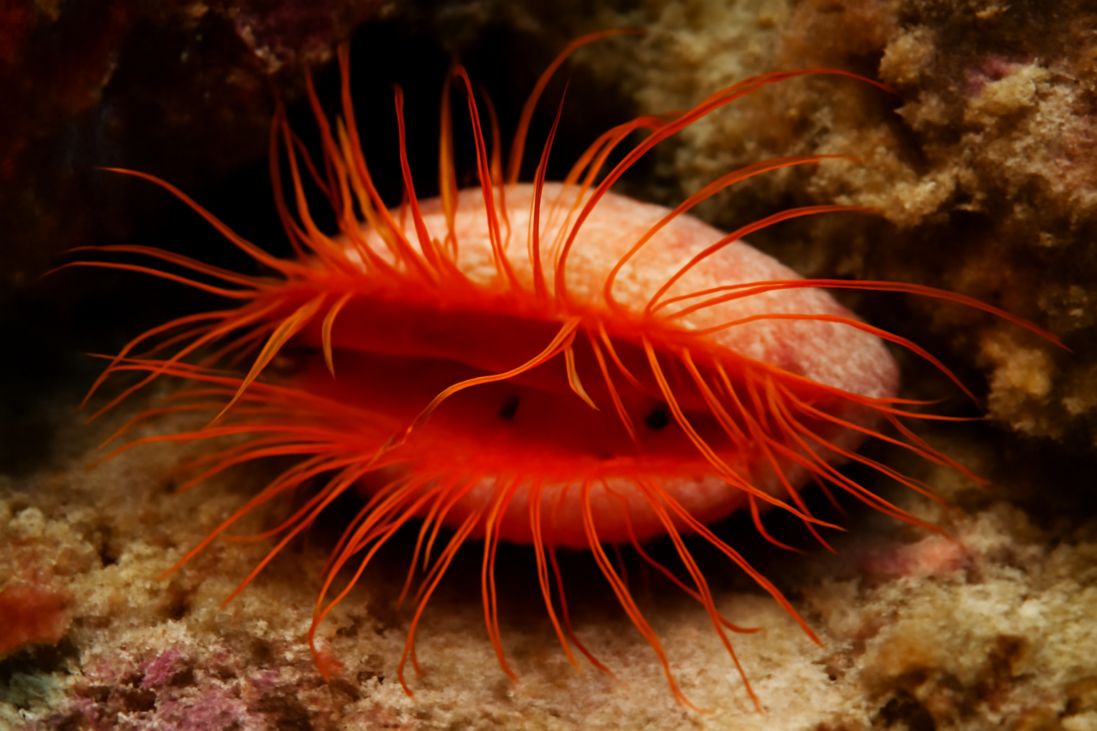 Pink File Clam