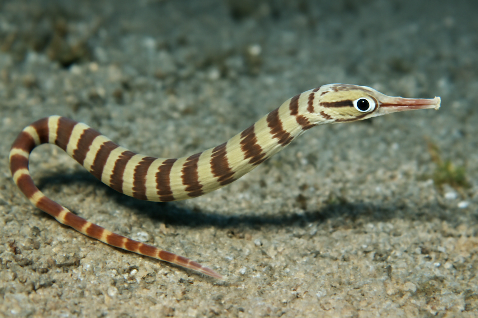 Mantellum Pipefish