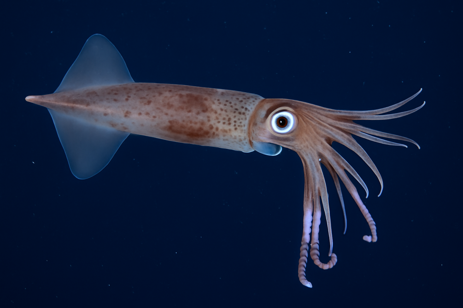Chiroteuthis calyx