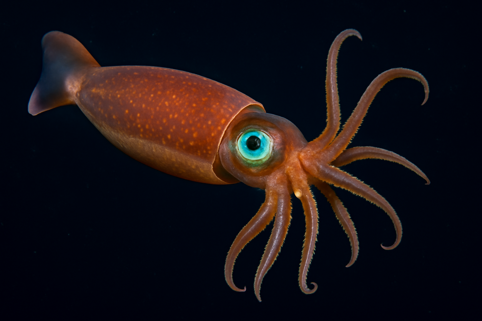 Grimaldi Squid