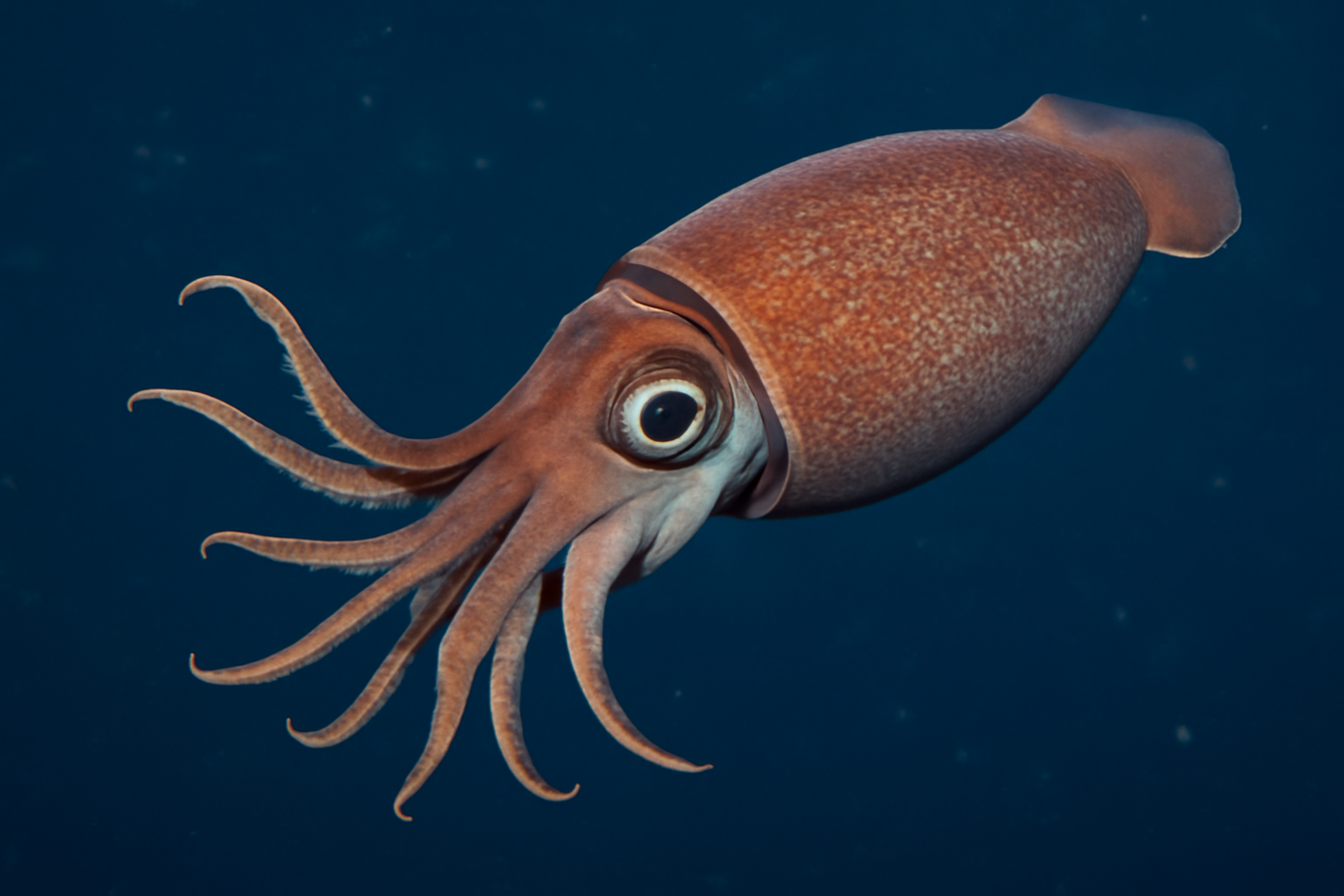 Dana's Squid
