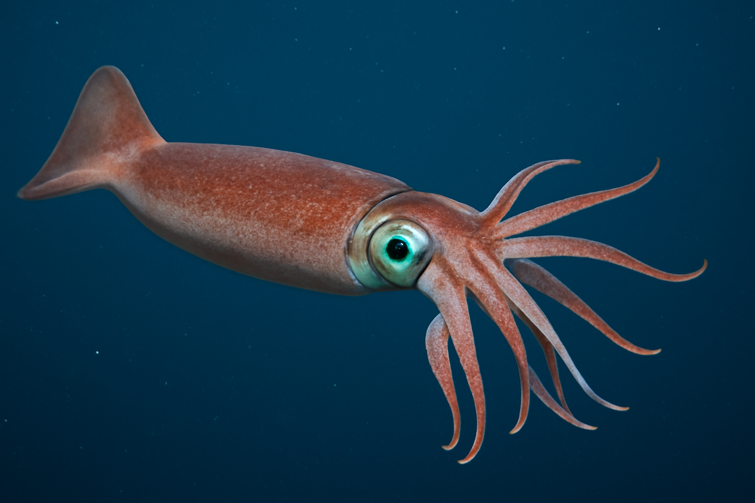 Lu's Squid