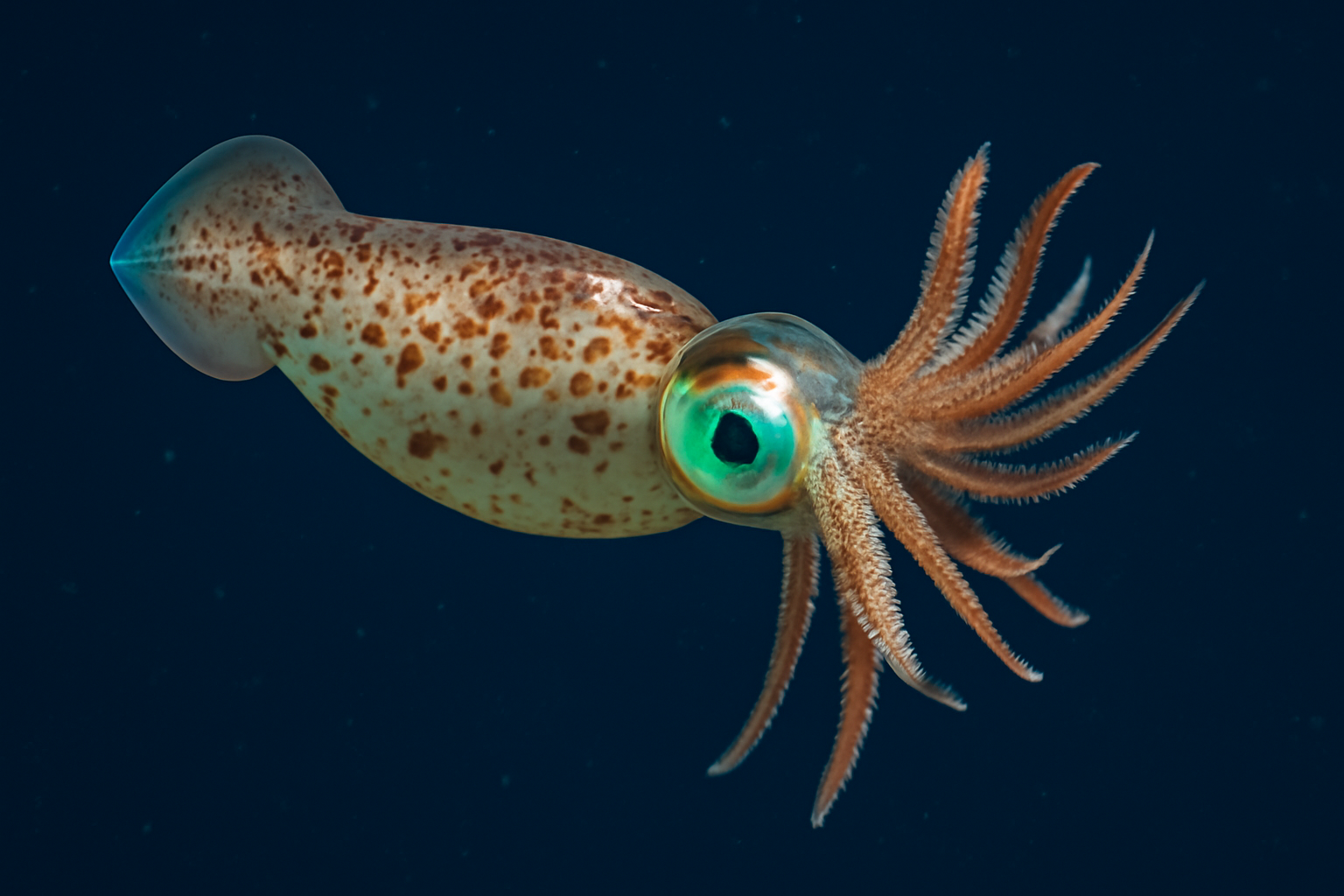 Bush-club Squid