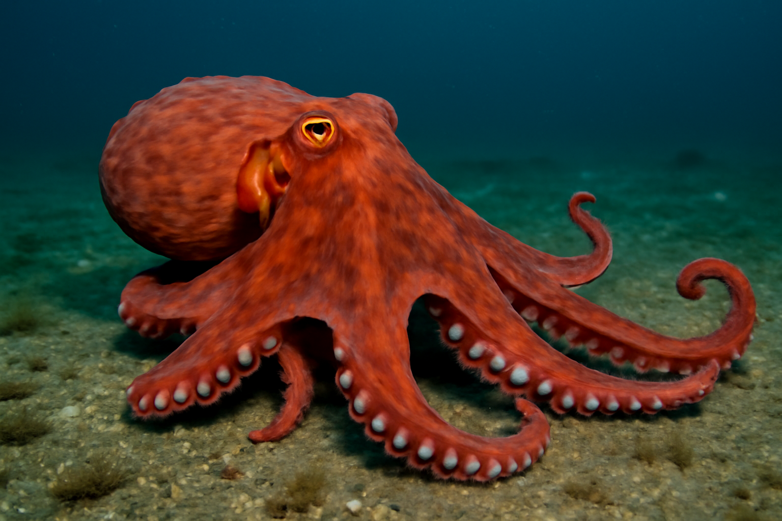 Southern Ocean Giant Octopus