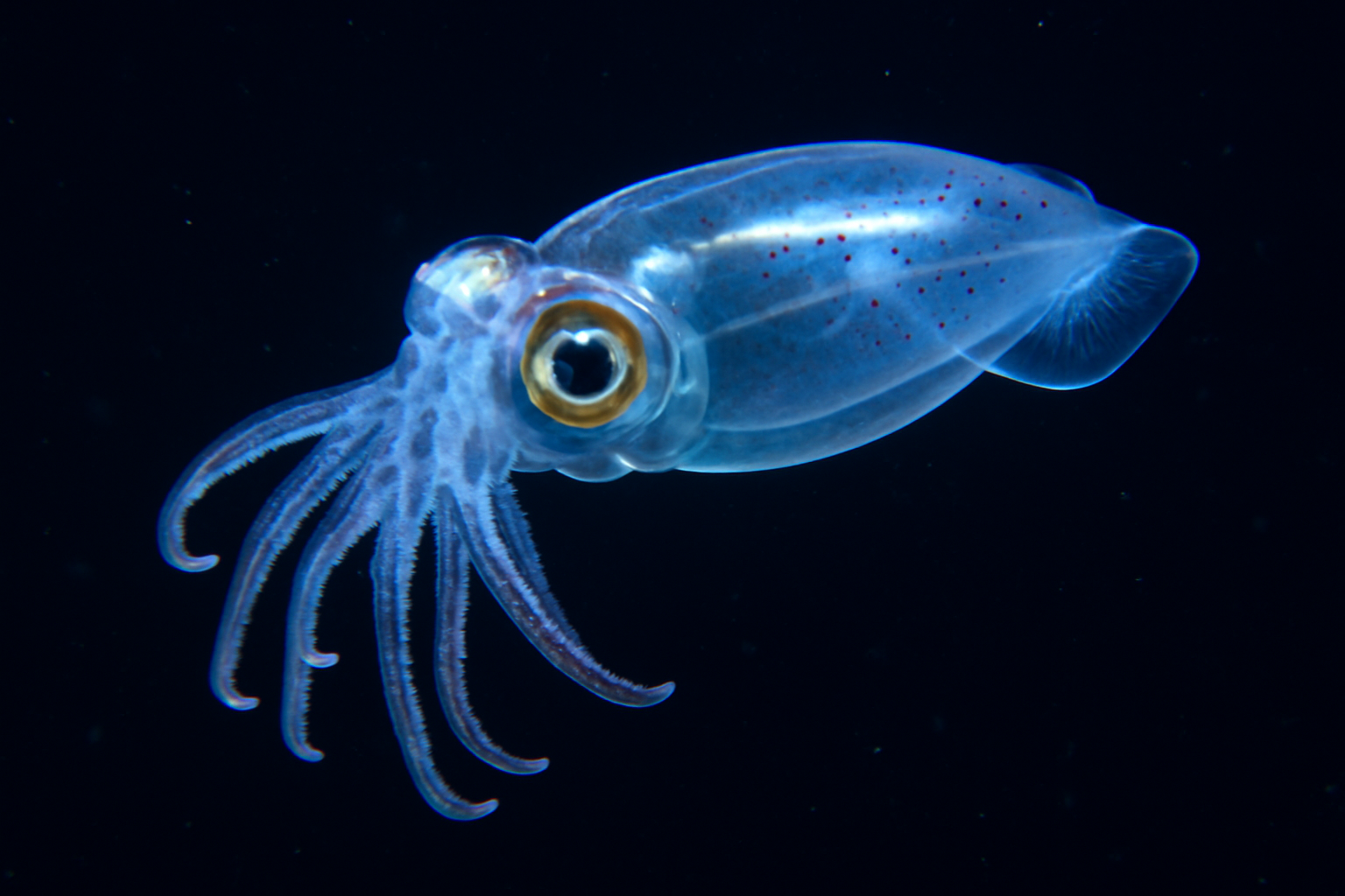 Glass Squid