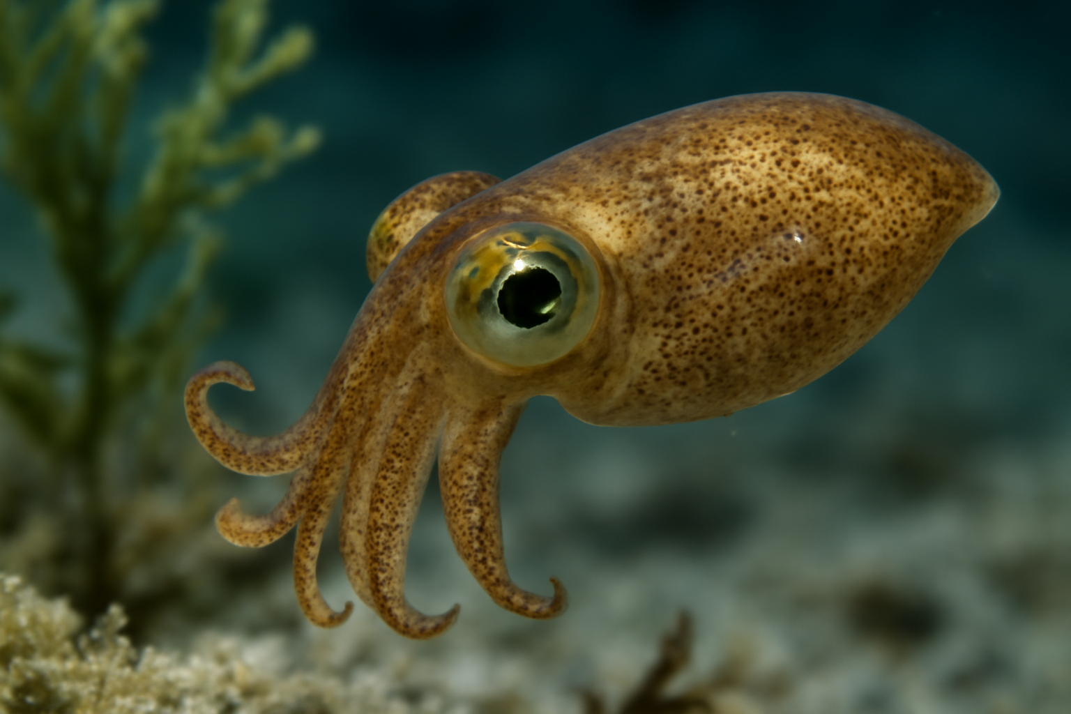 Pygmy Squid