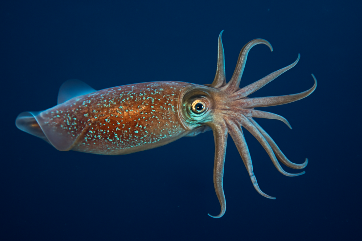 Diamond Squid