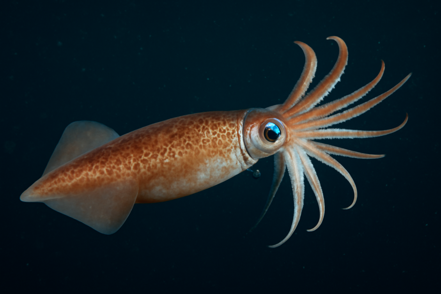 Boreopacific Armhook Squid