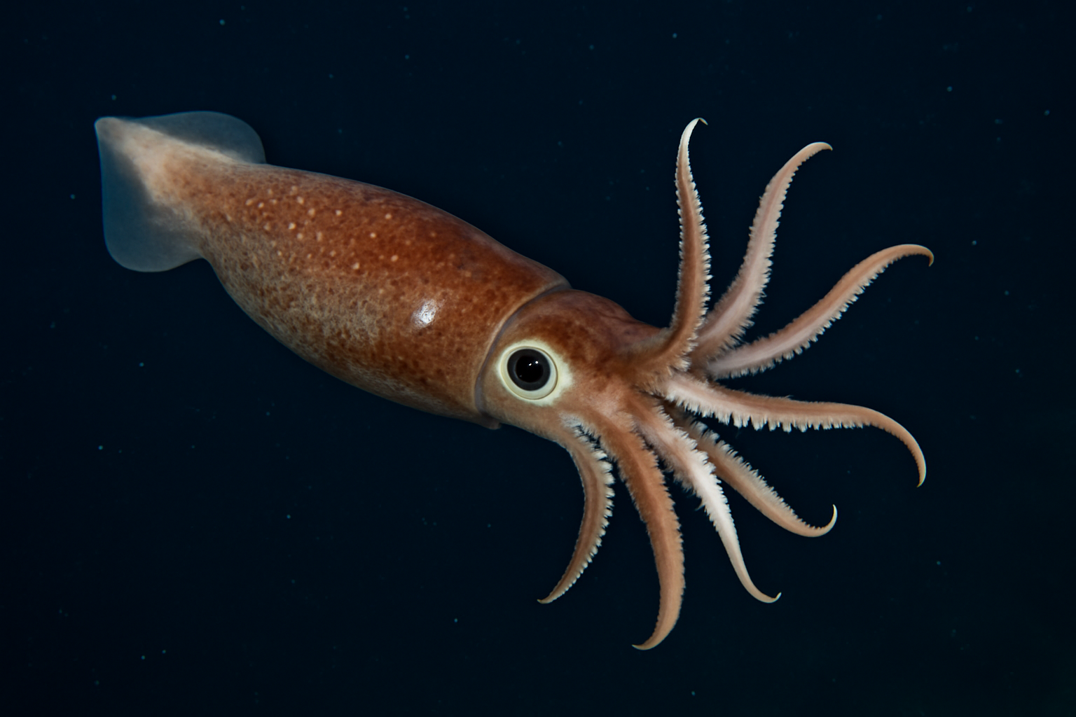 Okhotsk Armhook Squid