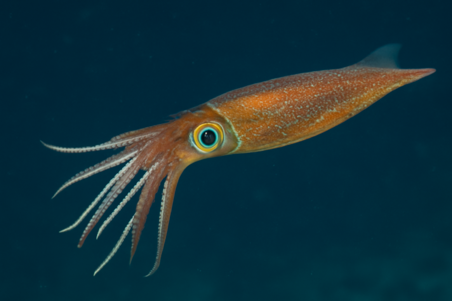 Swordtip Squid