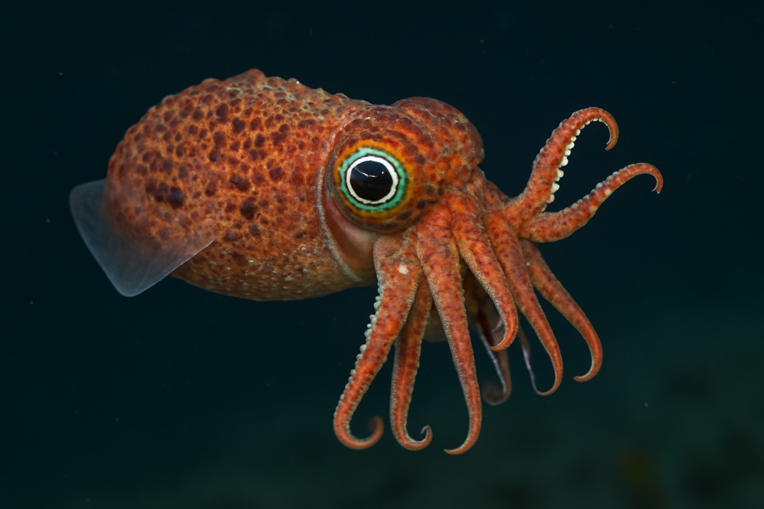Southern Warty Squid
