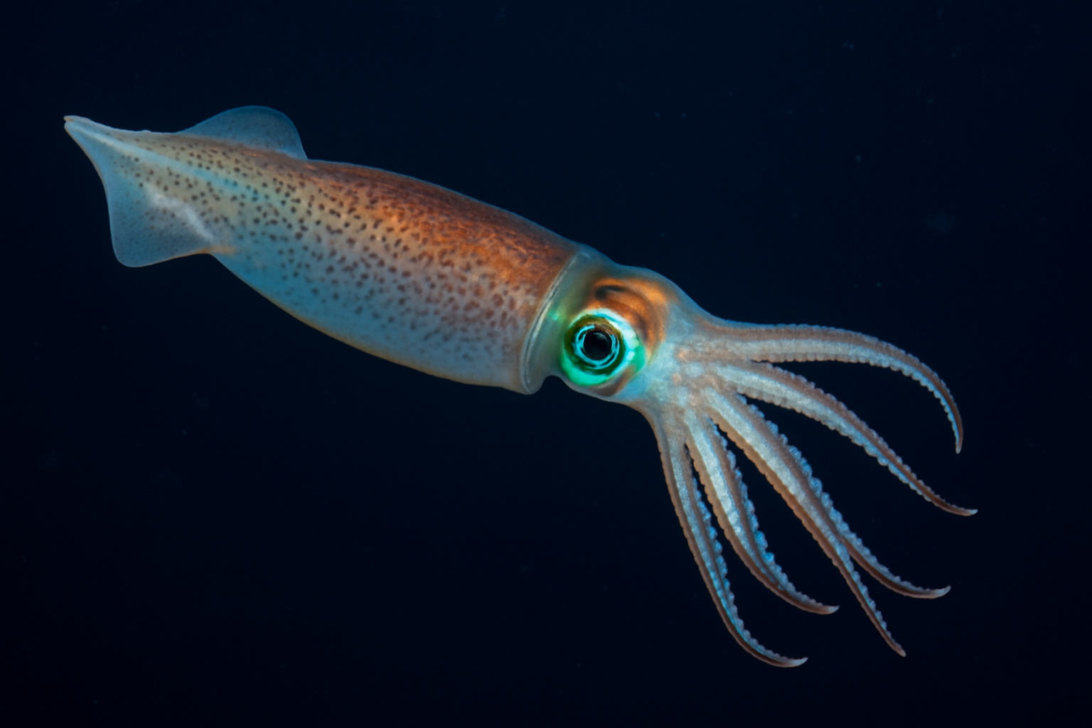 Cycloteuthis sirventi