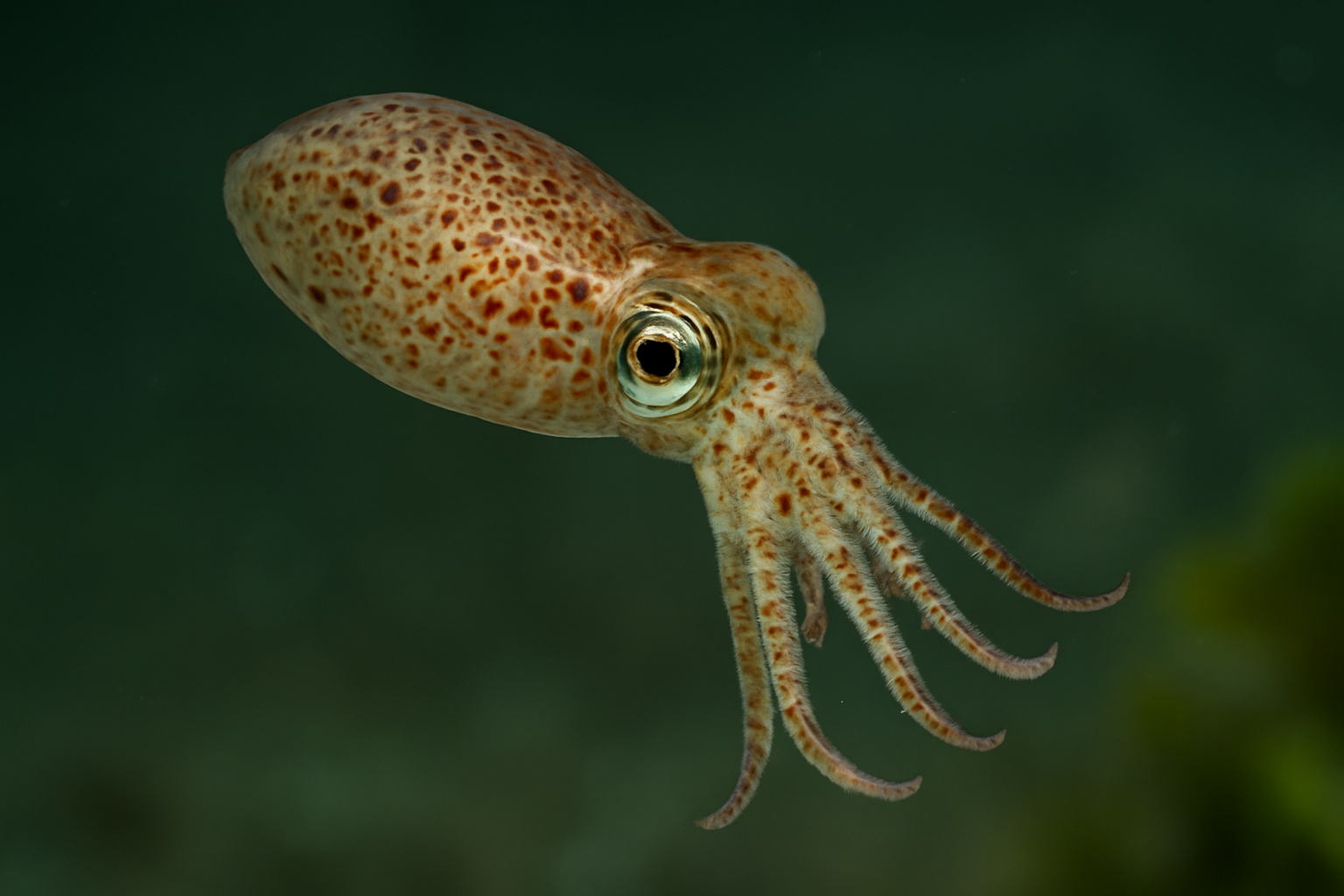 Northern Pygmy Squid