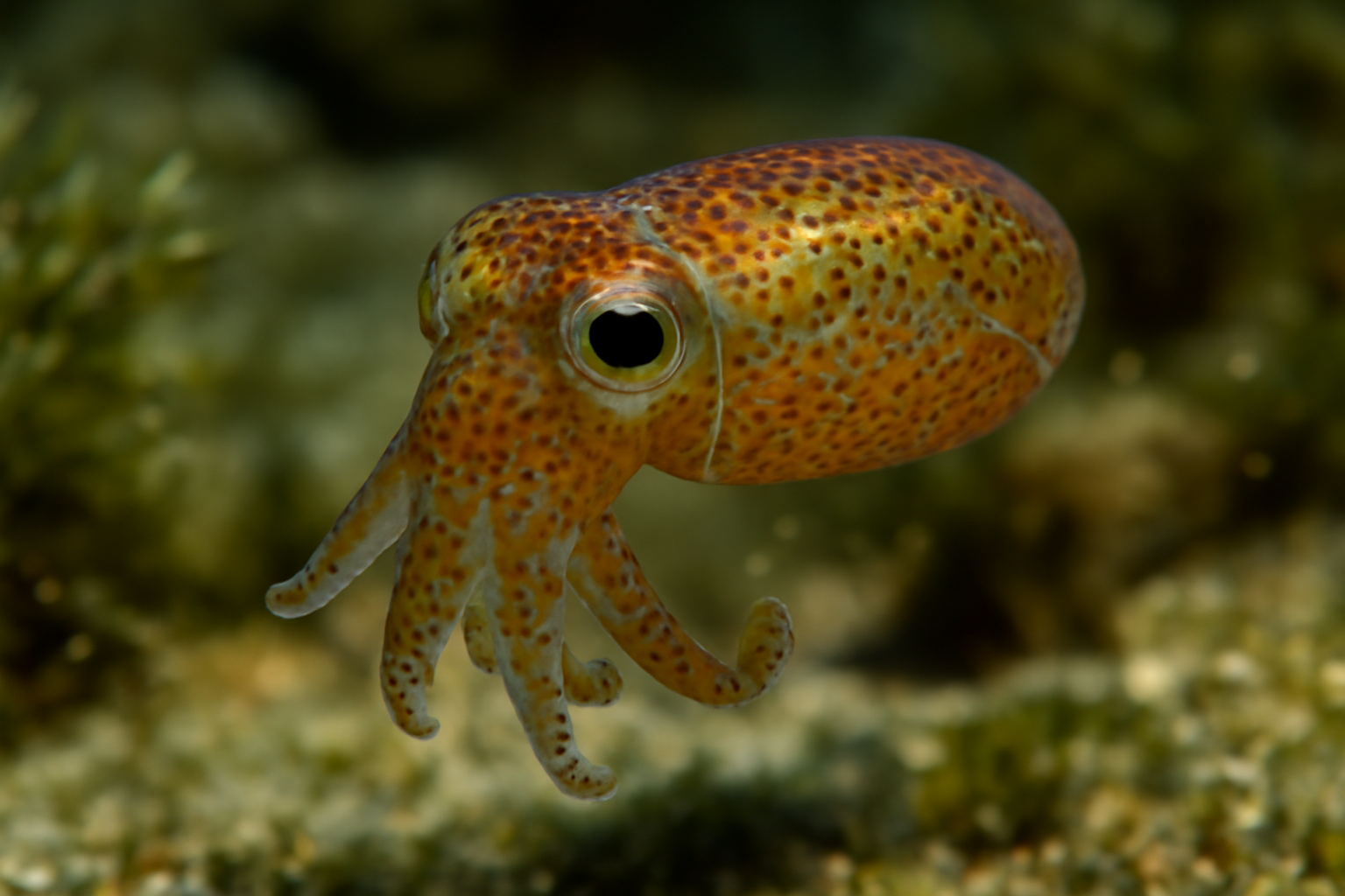 Southern Pygmy Squid