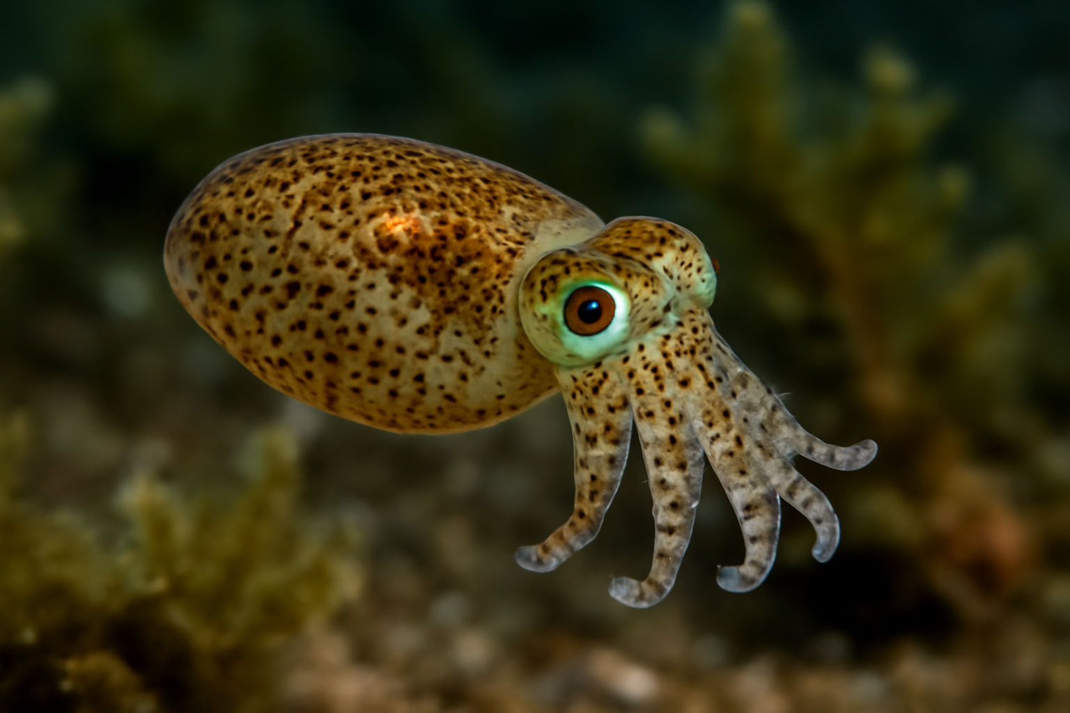 Japanese Pygmy Squid