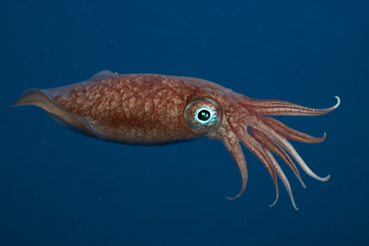 Diamondback Squid