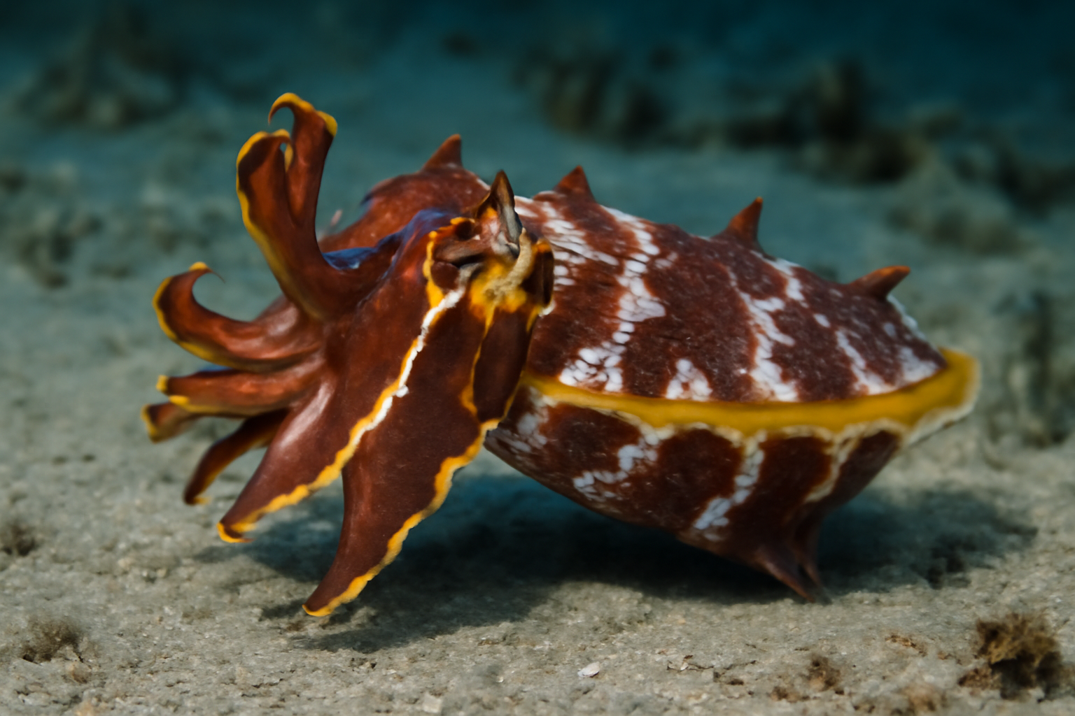 Paintpot Cuttlefish