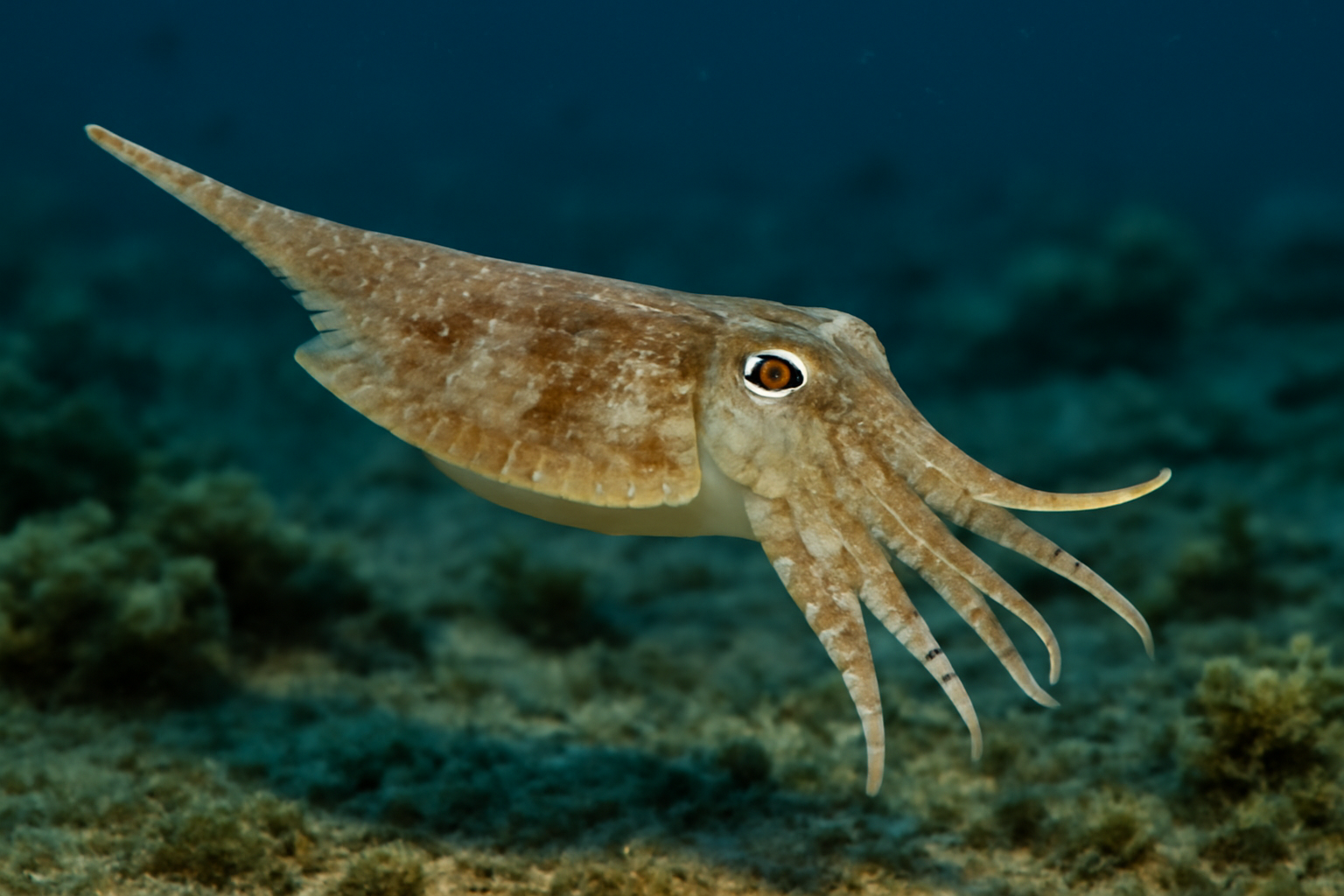 Needle Cuttlefish