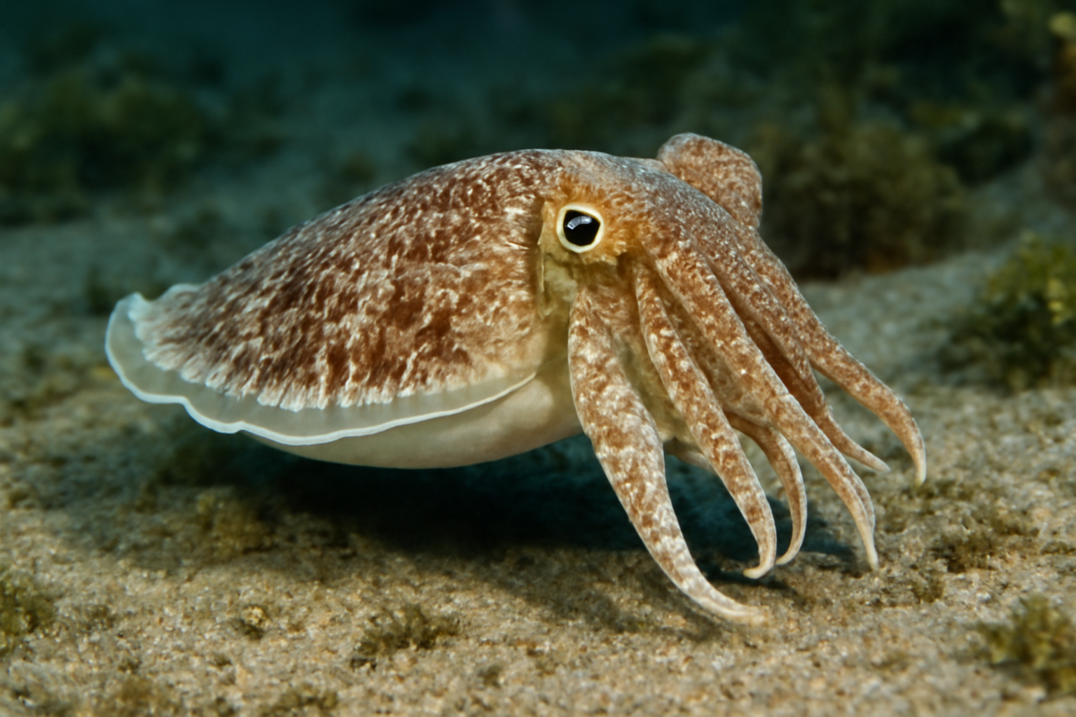 Elegant Cuttlefish