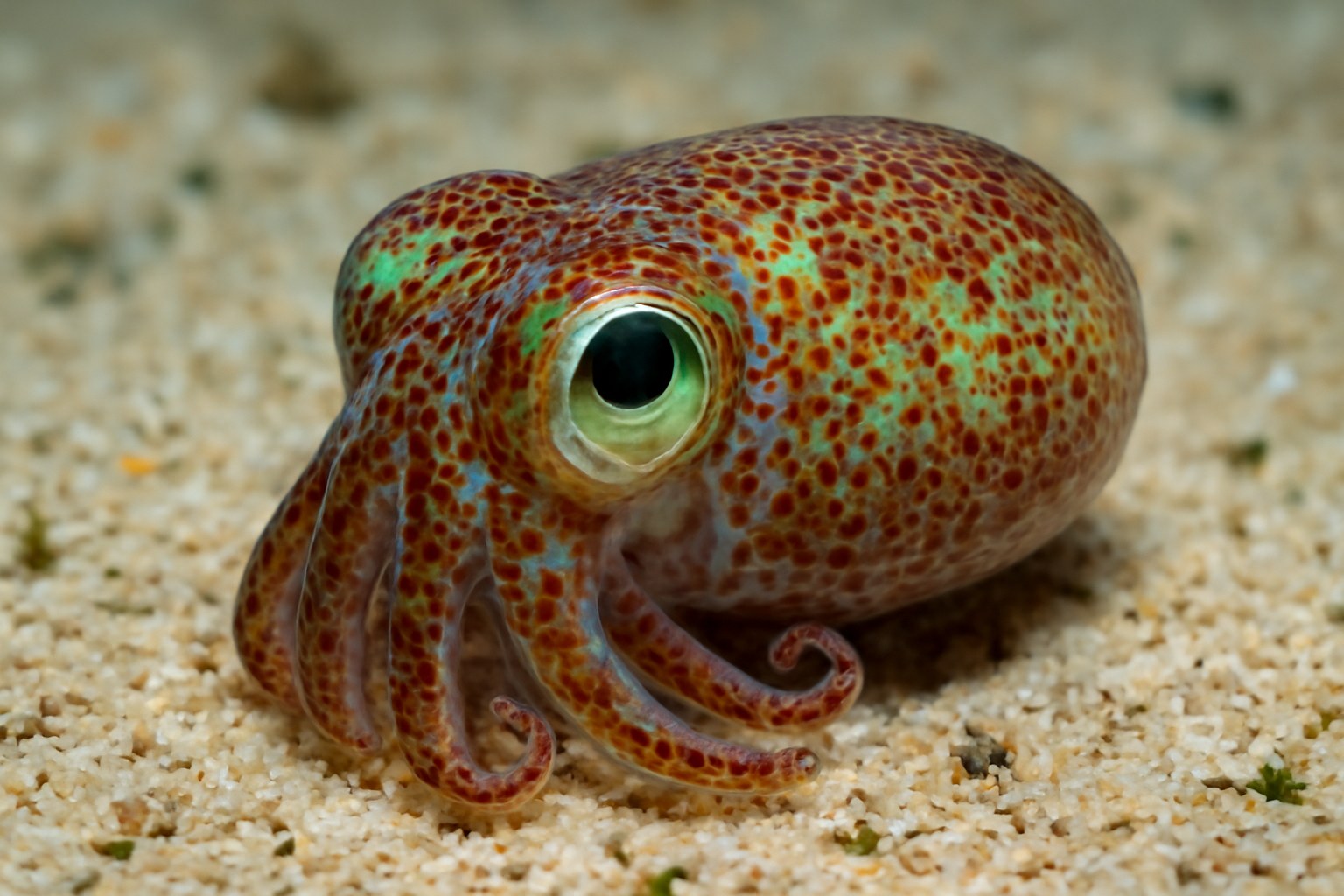 Northern Bobtail Squid