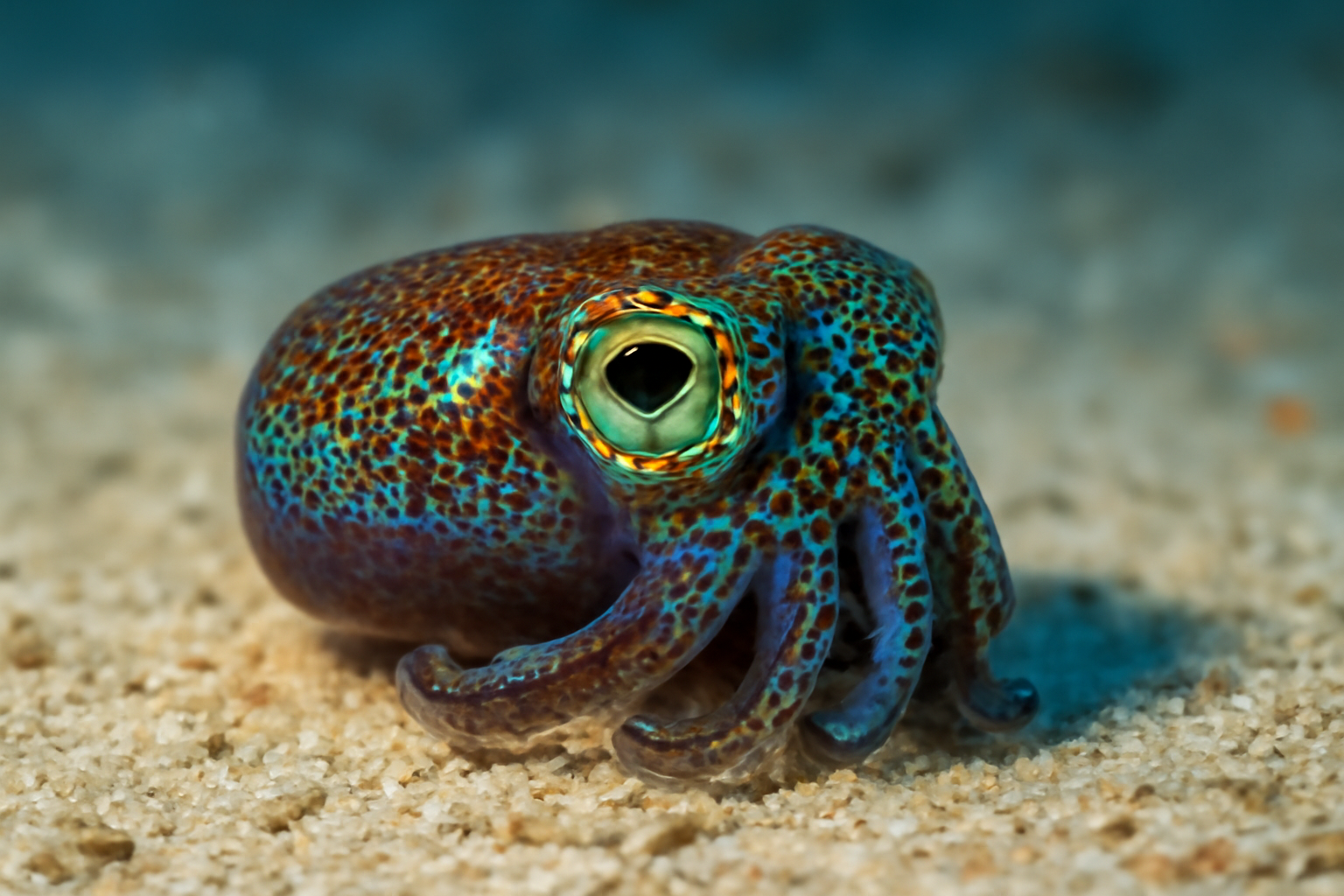 Atlantic Bobtail Squid