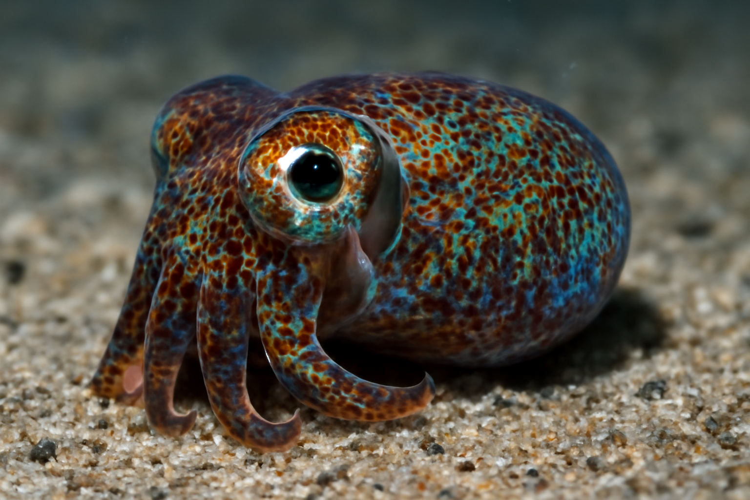 Suma Bobtail Squid