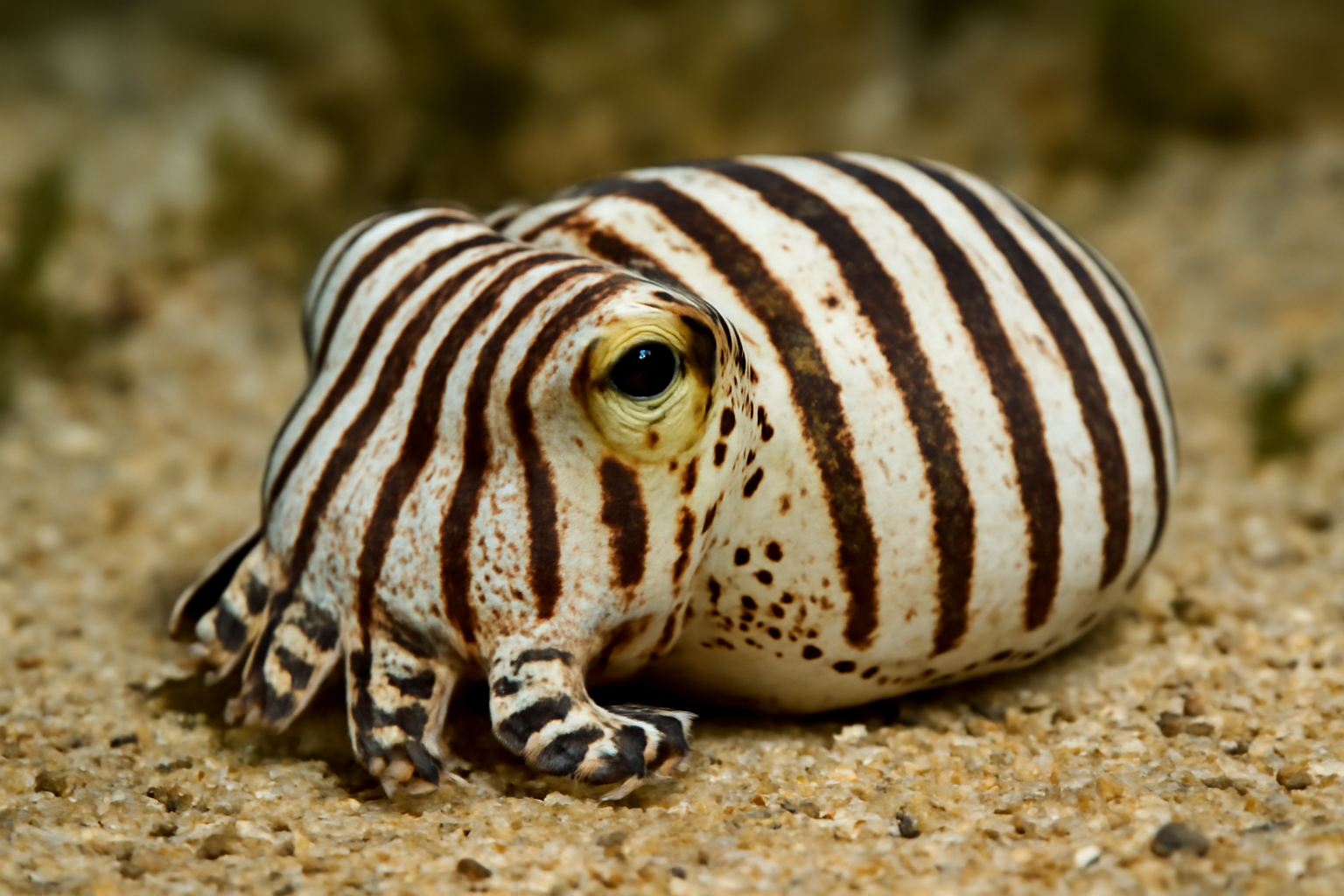 Striped Pyjama Squid