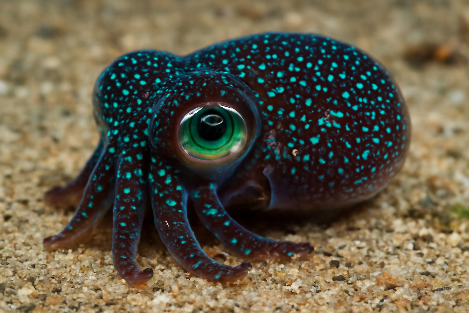 Starry Night Bobtail Squid