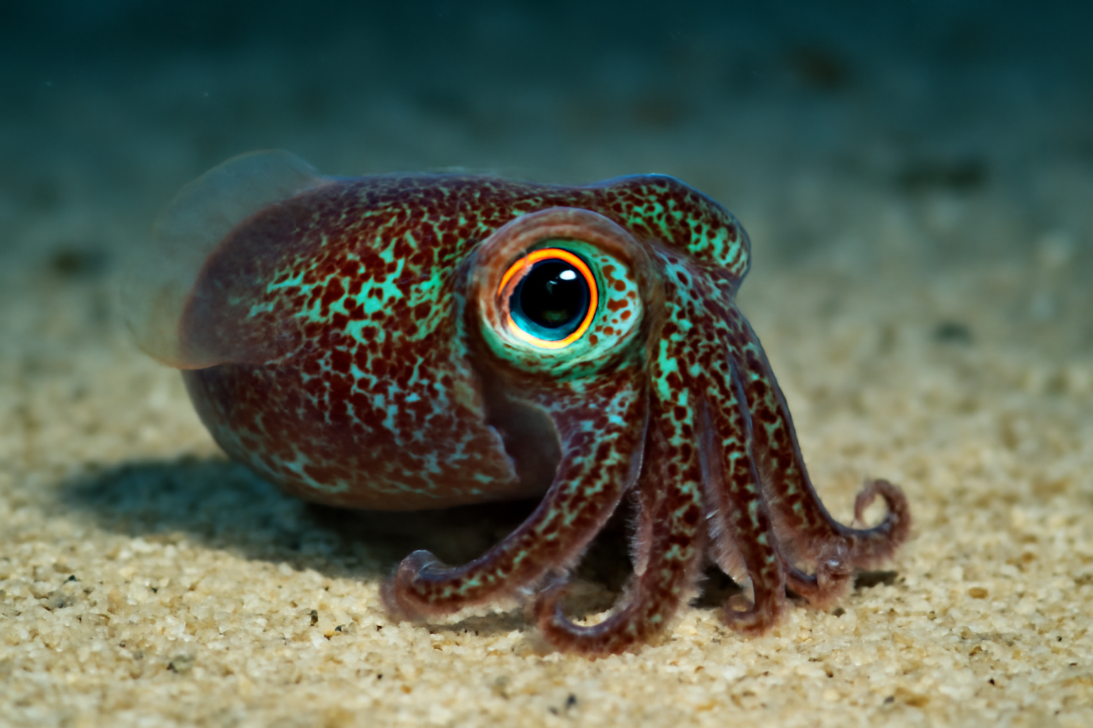 Hawaiian bobtail squid